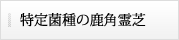 特定菌種の鹿角霊芝